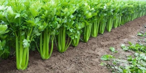 Celer na peteljkama - raste iz sjemena